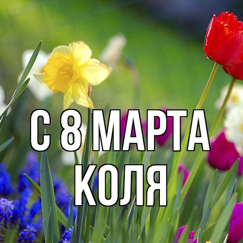 Открытка на каждый день с именем, Коля C 8 МАРТА международный женский день 3 Прикольная открытка с пожеланием онлайн скачать бесплатно 