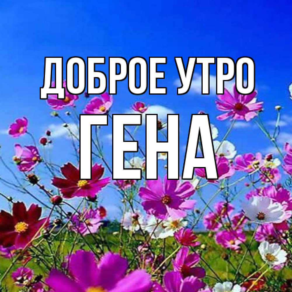 Открытка на каждый день с именем, Гена Доброе утро сиреневые цветы Прикольная открытка с пожеланием онлайн скачать бесплатно 