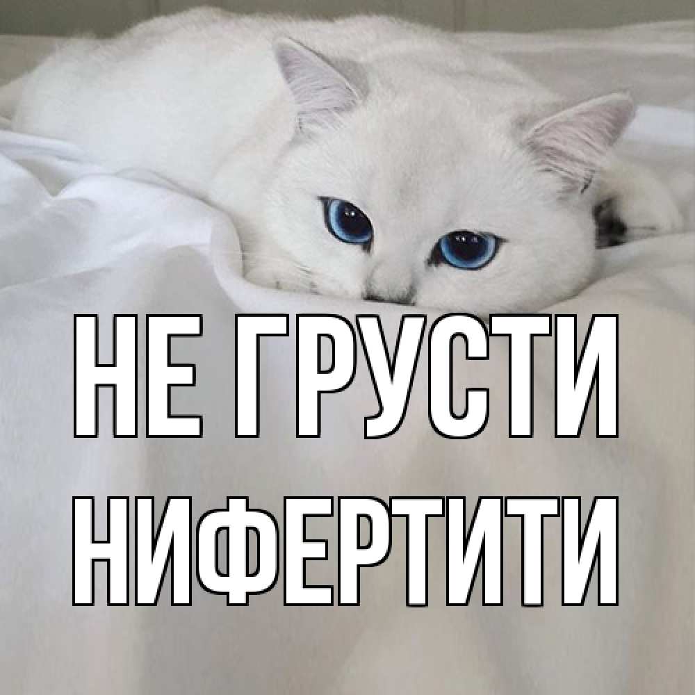 Открытка на каждый день с именем, Нифертити Не грусти белый кот с голубыми глазами на белоснежной кровати Прикольная открытка с пожеланием онлайн скачать бесплатно 