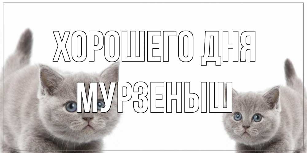 Открытка на каждый день с именем, мурзеныш Хорошего дня открытка с котами Прикольная открытка с пожеланием онлайн скачать бесплатно 