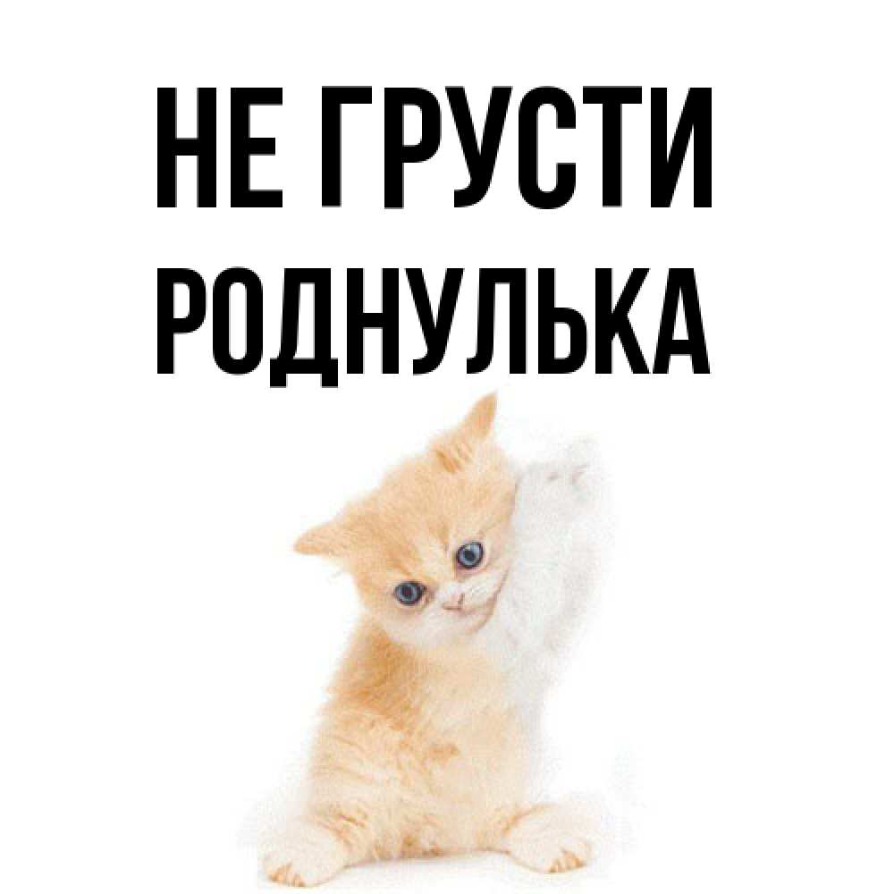 Открытка на каждый день с именем, Роднулька Не грусти просящий кот Прикольная открытка с пожеланием онлайн скачать бесплатно 