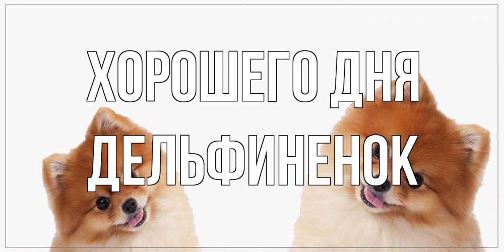Открытка на каждый день с именем, дельфиненок Хорошего дня собачки желают прекрасного дня Прикольная открытка с пожеланием онлайн скачать бесплатно 