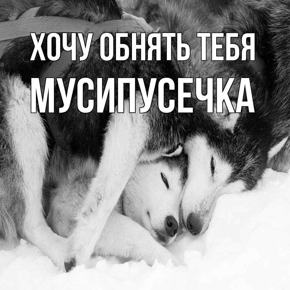 Открытка на каждый день с именем, Мусипусечка Хочу обнять тебя собачки в упряжке Прикольная открытка с пожеланием онлайн скачать бесплатно 