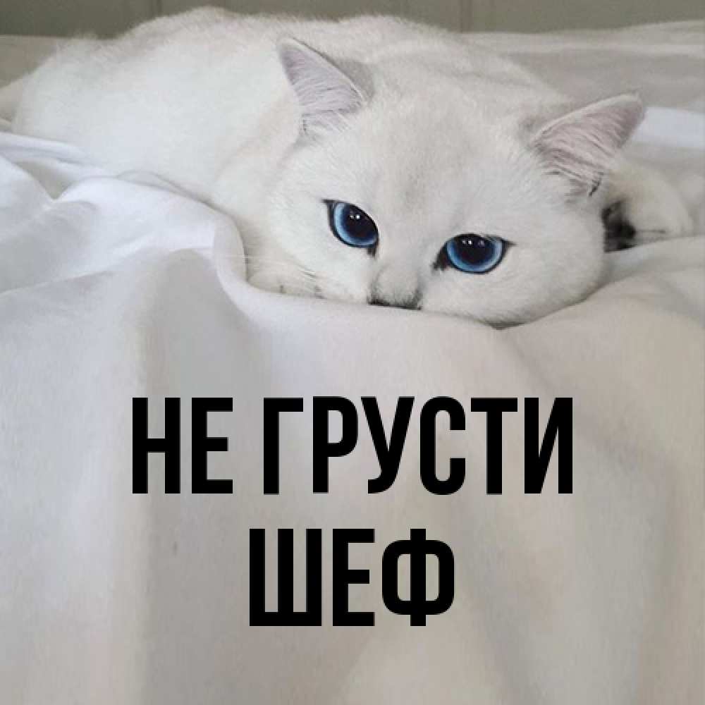 Открытка на каждый день с именем, Шеф Не грусти Голубоглазая кошка Прикольная открытка с пожеланием онлайн скачать бесплатно 