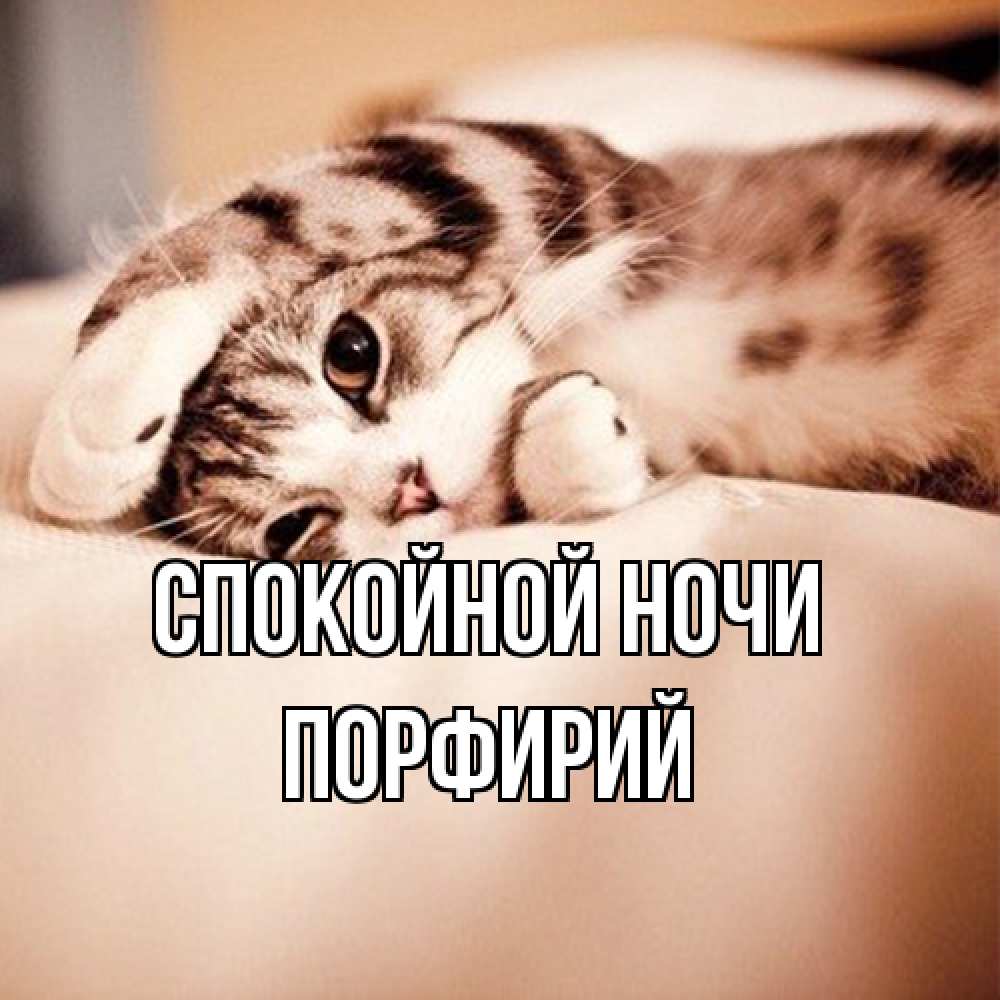 Открытка на каждый день с именем, Порфирий Спокойной ночи сладких снов с животными Прикольная открытка с пожеланием онлайн скачать бесплатно 