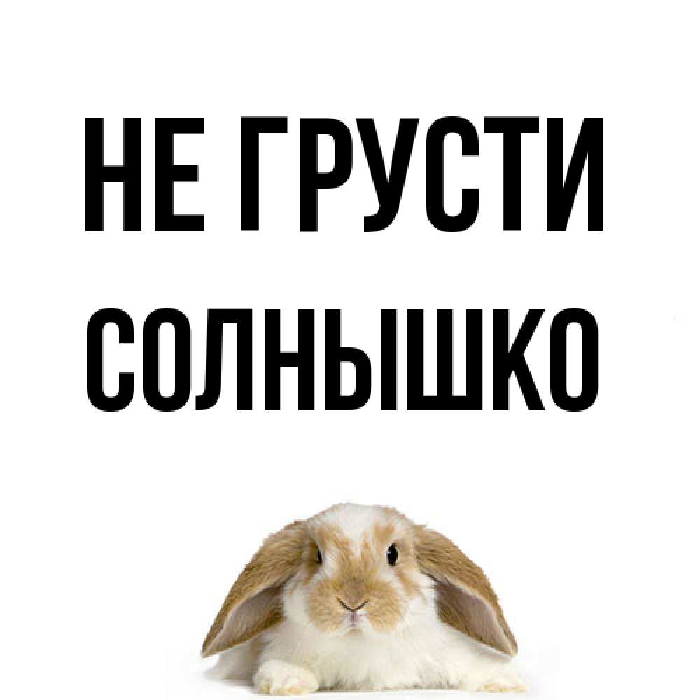 Открытка на каждый день с именем, Солнышко Не грусти коричнево белый заяц с большими ушками Прикольная открытка с пожеланием онлайн скачать бесплатно 