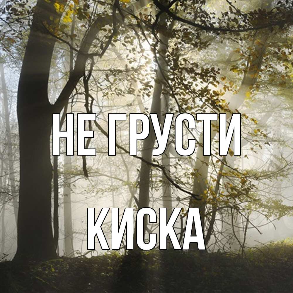Открытка на каждый день с именем, Киска Не грусти лес и свет Прикольная открытка с пожеланием онлайн скачать бесплатно 