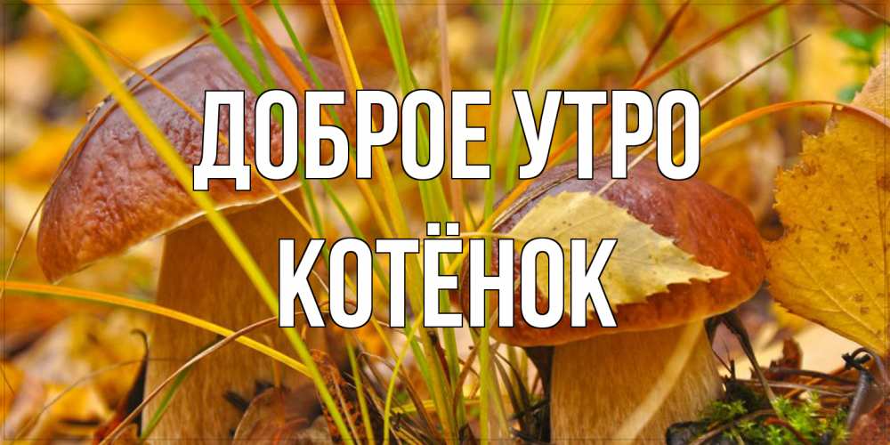 Открытка на каждый день с именем, Котёнок Доброе утро осенние грибы Прикольная открытка с пожеланием онлайн скачать бесплатно 