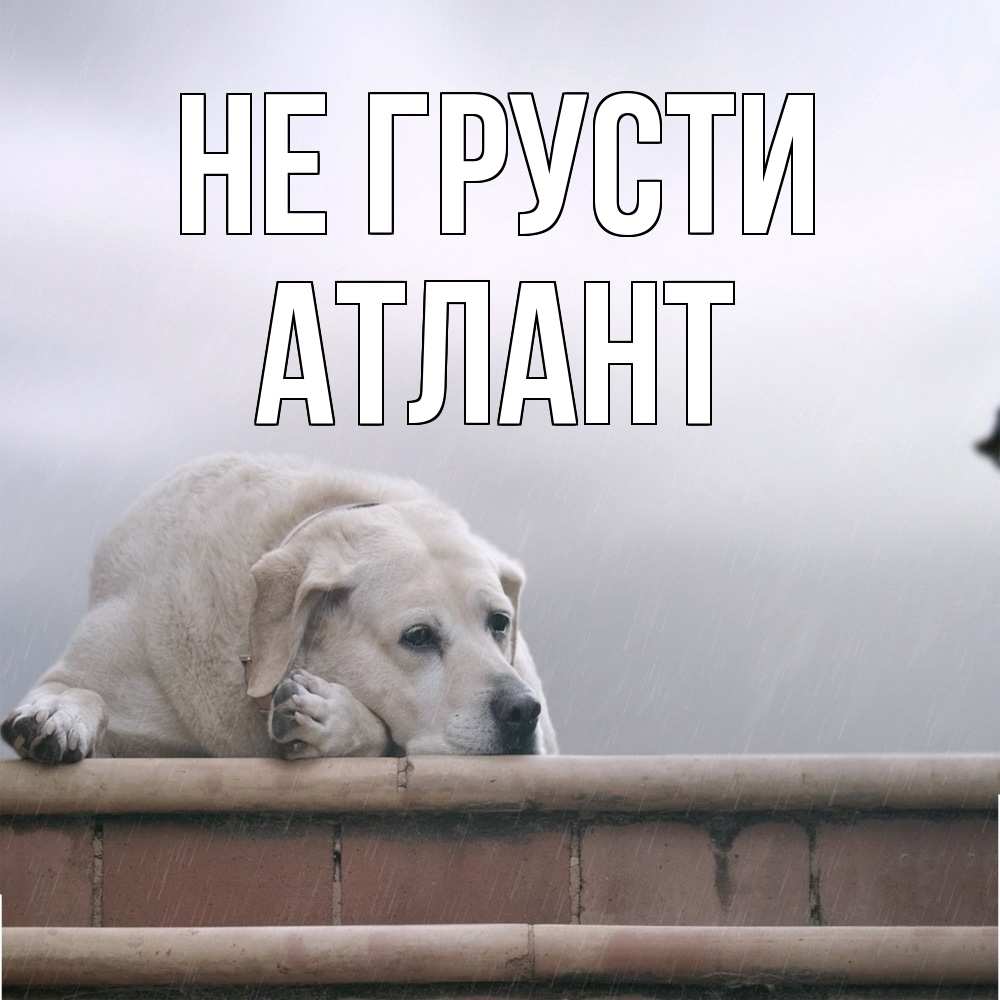 Открытка на каждый день с именем, Атлант Не грусти белый пес 1 Прикольная открытка с пожеланием онлайн скачать бесплатно 