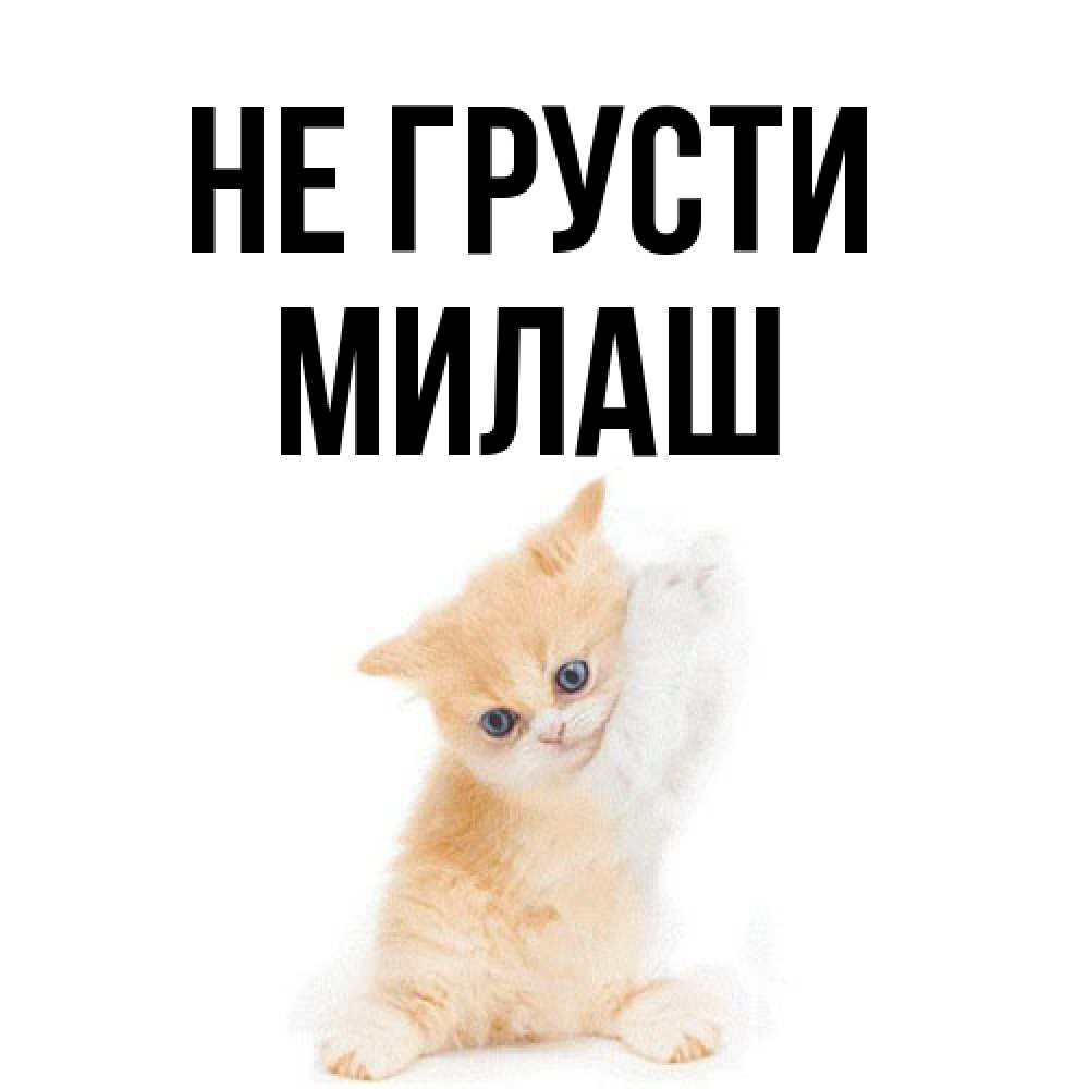 Открытка на каждый день с именем, Милаш Не грусти просящий кот Прикольная открытка с пожеланием онлайн скачать бесплатно 