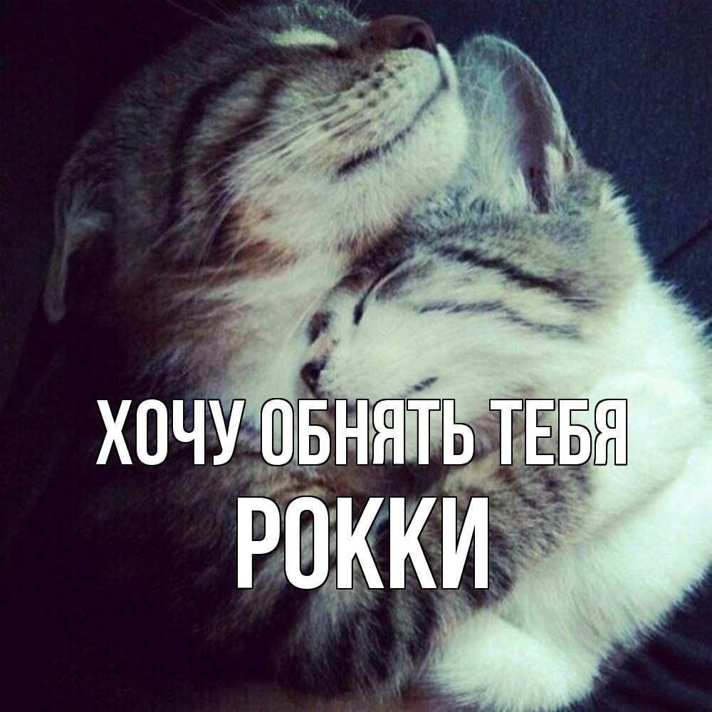 Открытка на каждый день с именем, Рокки Хочу обнять тебя полосатики Прикольная открытка с пожеланием онлайн скачать бесплатно 