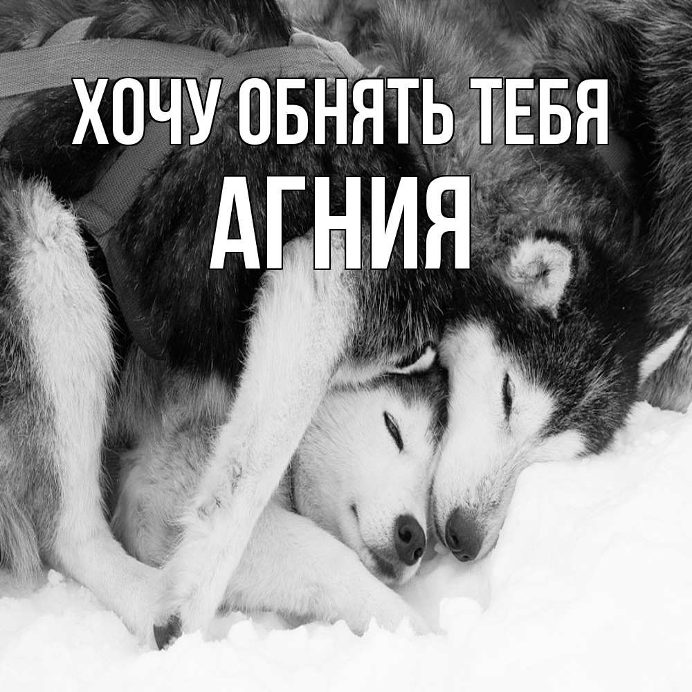 Открытка на каждый день с именем, Агния Хочу обнять тебя собачки в упряжке Прикольная открытка с пожеланием онлайн скачать бесплатно 