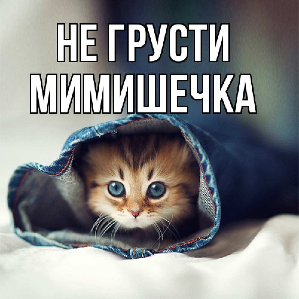 Открытка на каждый день с именем, мимишечка Не грусти рыжик котик Прикольная открытка с пожеланием онлайн скачать бесплатно 