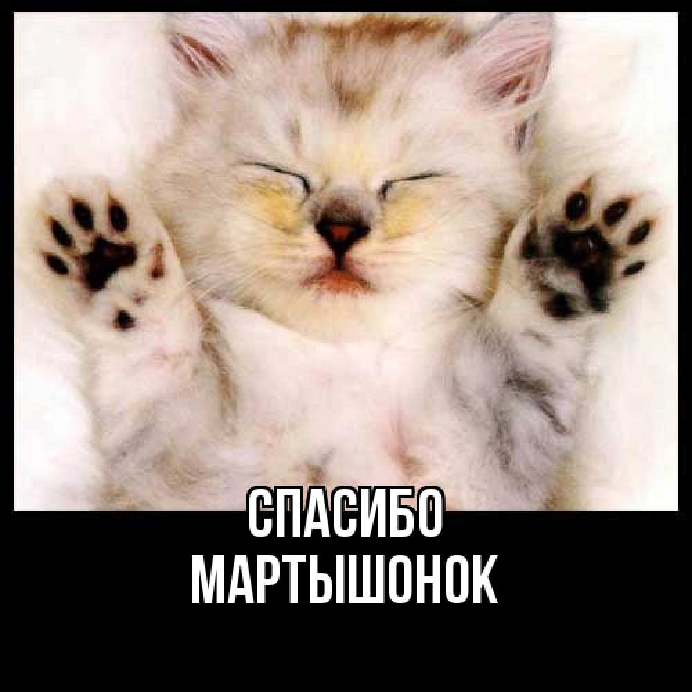 Открытка на каждый день с именем, Маpтышонок Спасибо маленький котенок Прикольная открытка с пожеланием онлайн скачать бесплатно 