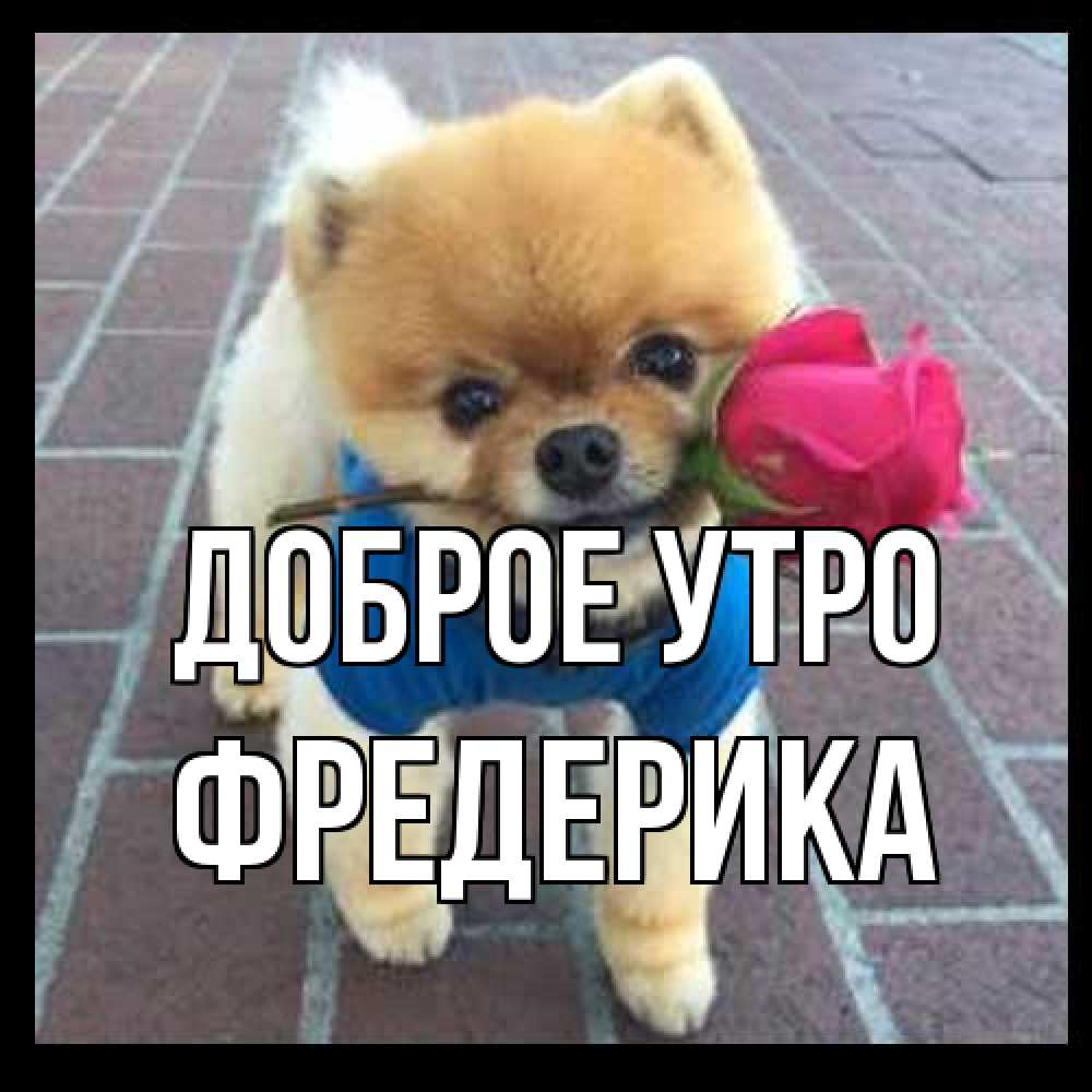 Открытка на каждый день с именем, Фредерика Доброе утро роза в зубах Прикольная открытка с пожеланием онлайн скачать бесплатно 