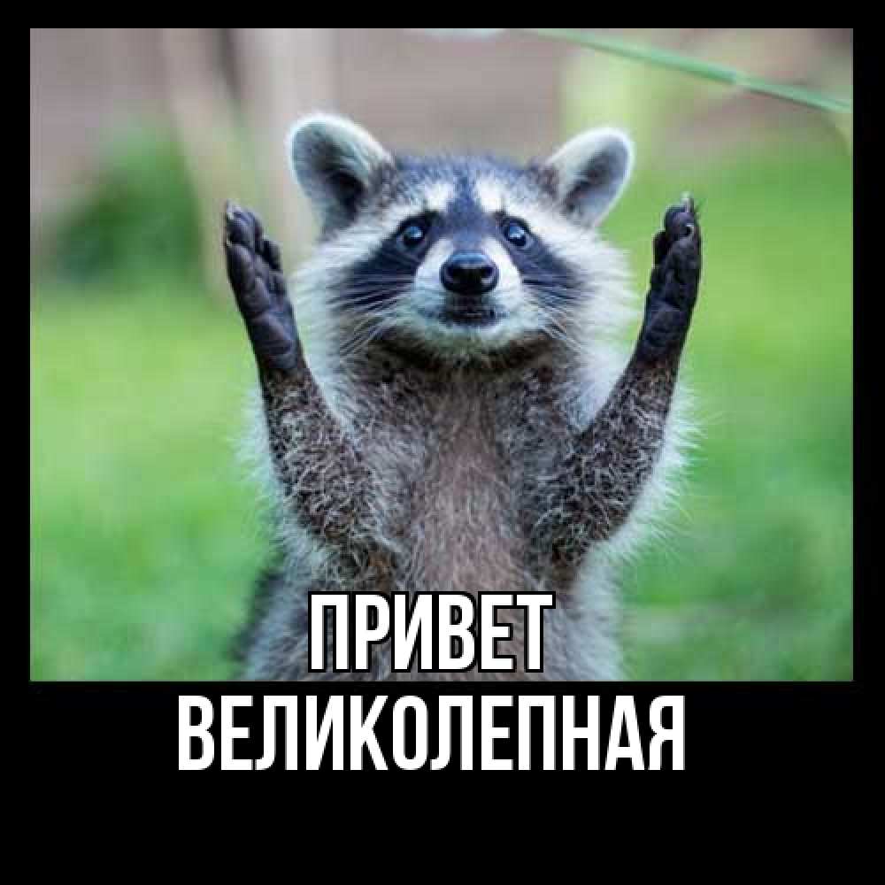 Открытка на каждый день с именем, великолепная Привет животные Прикольная открытка с пожеланием онлайн скачать бесплатно 