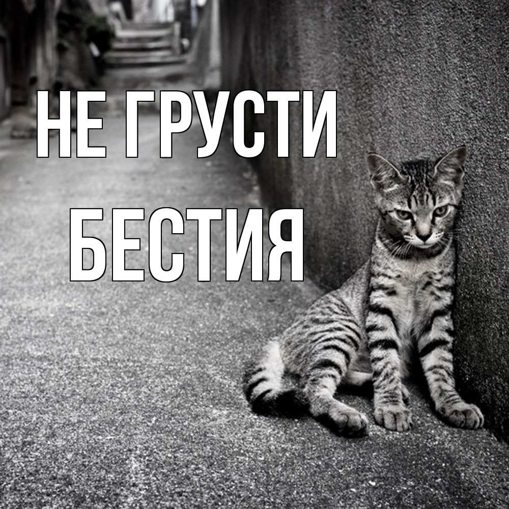 Открытка на каждый день с именем, Бестия Не грусти скучающий котик Прикольная открытка с пожеланием онлайн скачать бесплатно 