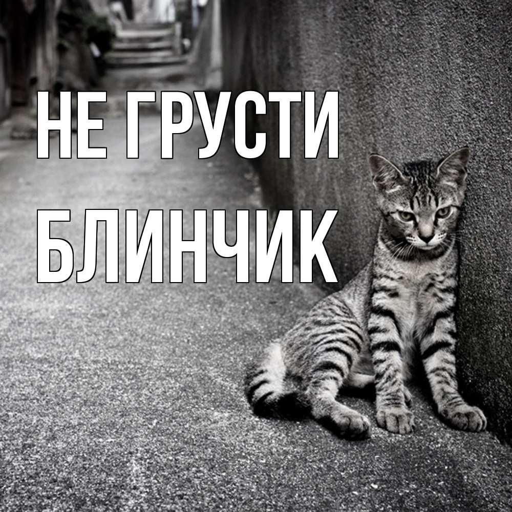 Открытка на каждый день с именем, Блинчик Не грусти скучающий котик Прикольная открытка с пожеланием онлайн скачать бесплатно 