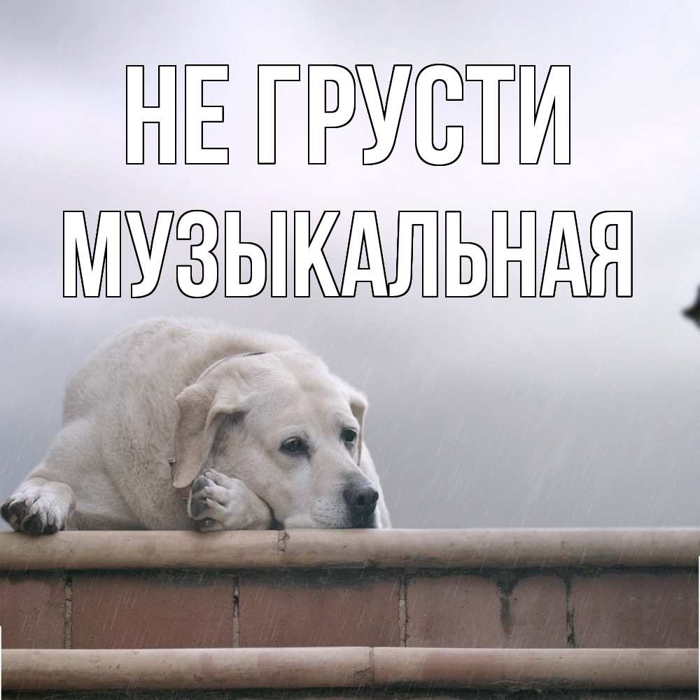 Открытка на каждый день с именем, Музыкальная Не грусти белый пес 1 Прикольная открытка с пожеланием онлайн скачать бесплатно 