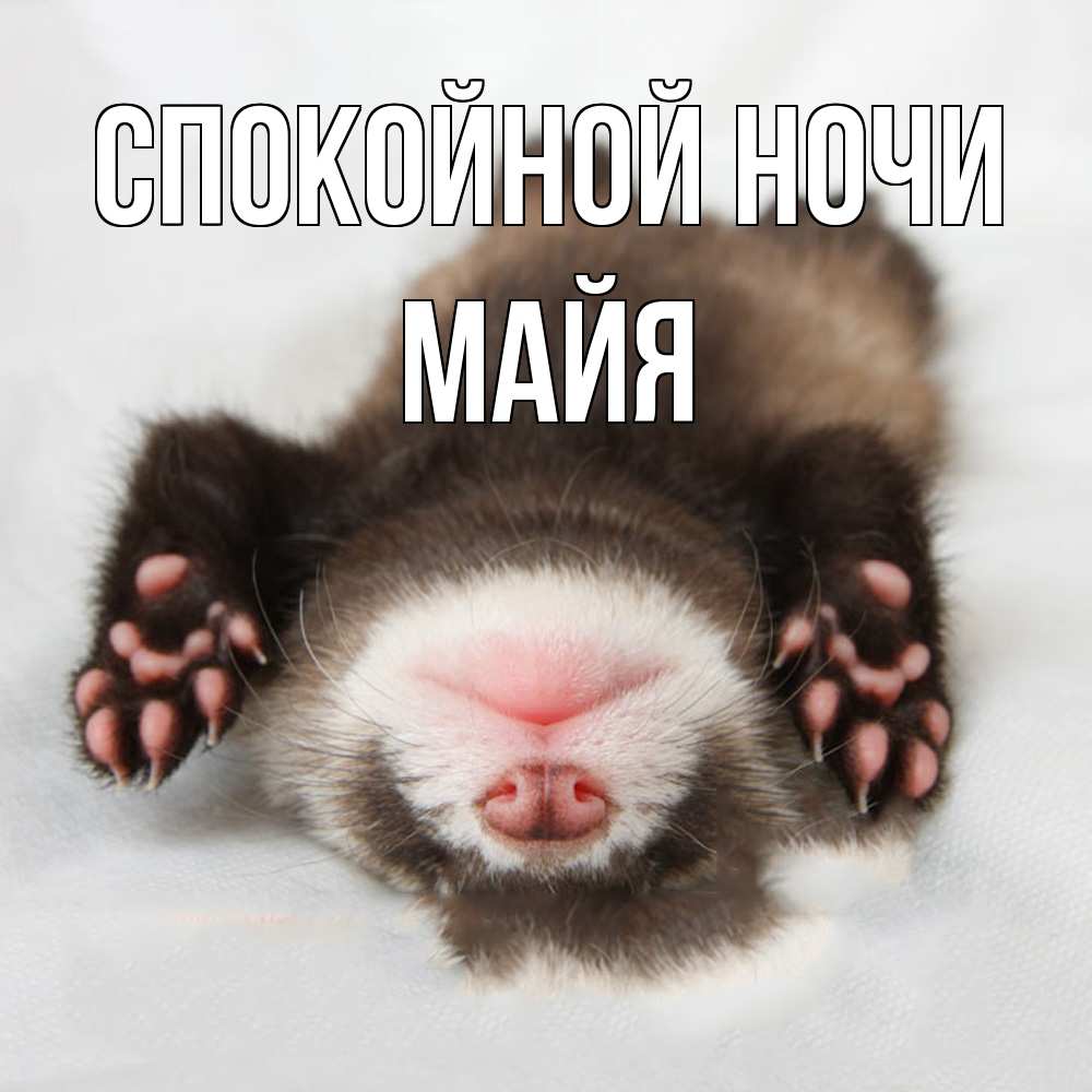 Открытка на каждый день с именем, Майя Спокойной ночи зверек Прикольная открытка с пожеланием онлайн скачать бесплатно 