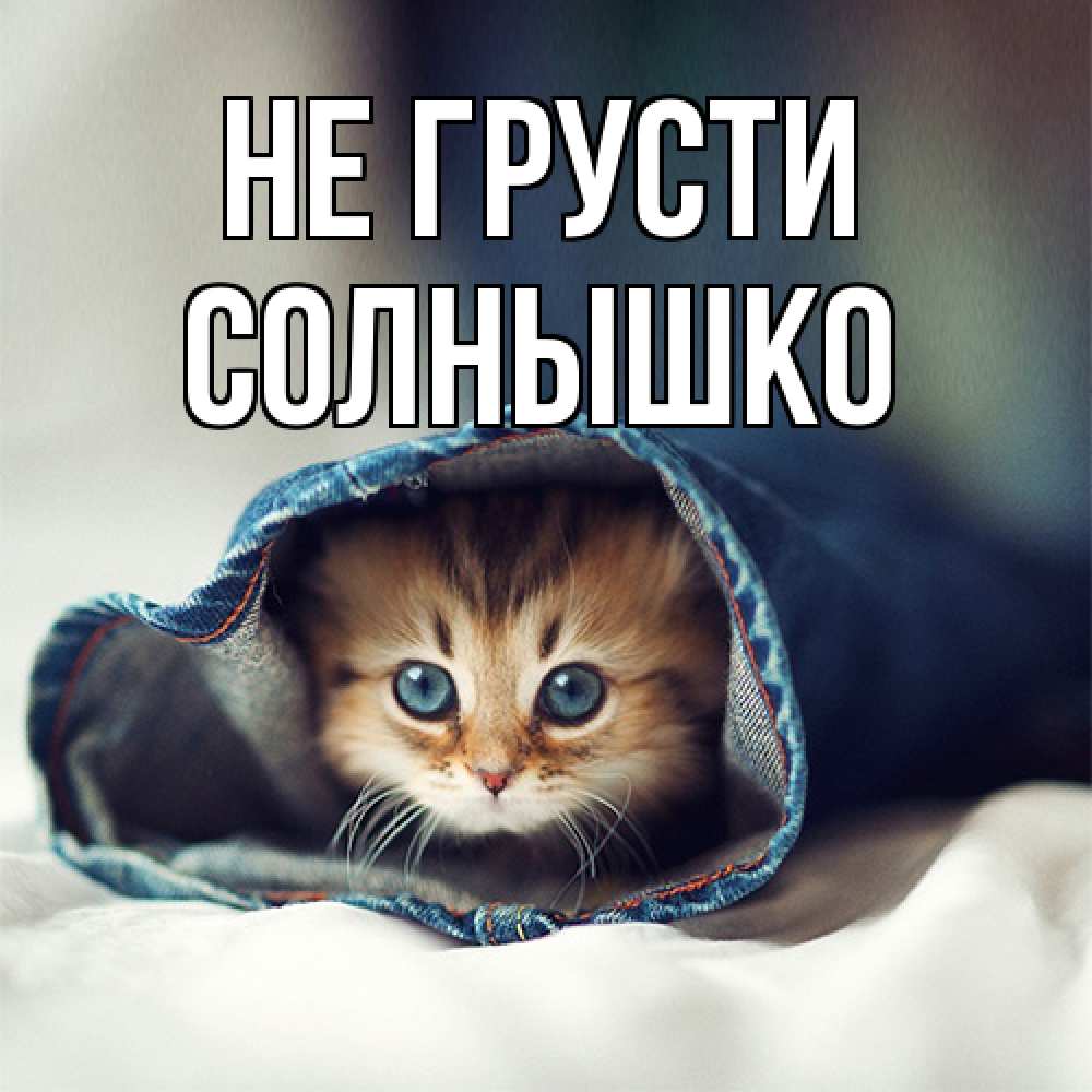 Открытка на каждый день с именем, Солнышко Не грусти кот в одежде Прикольная открытка с пожеланием онлайн скачать бесплатно 