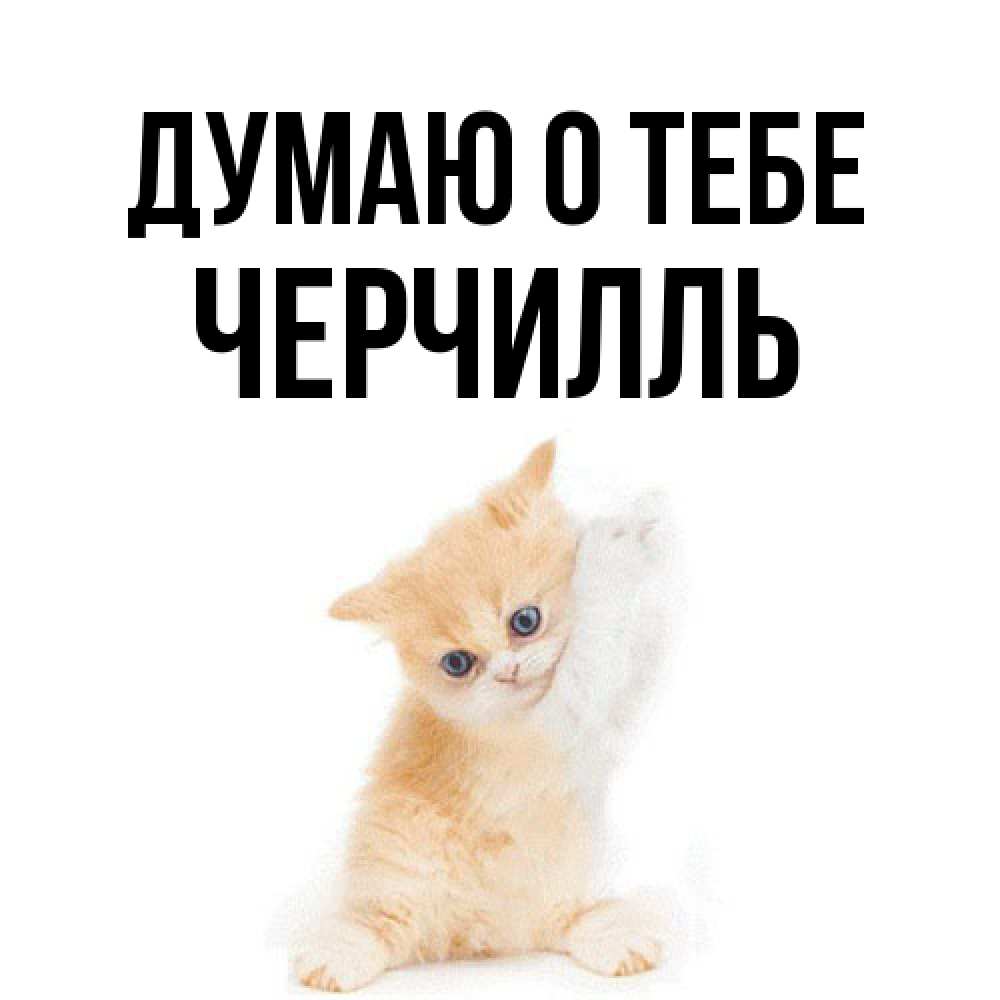Открытка на каждый день с именем, Черчилль Думаю о тебе зверушки и милота Прикольная открытка с пожеланием онлайн скачать бесплатно 
