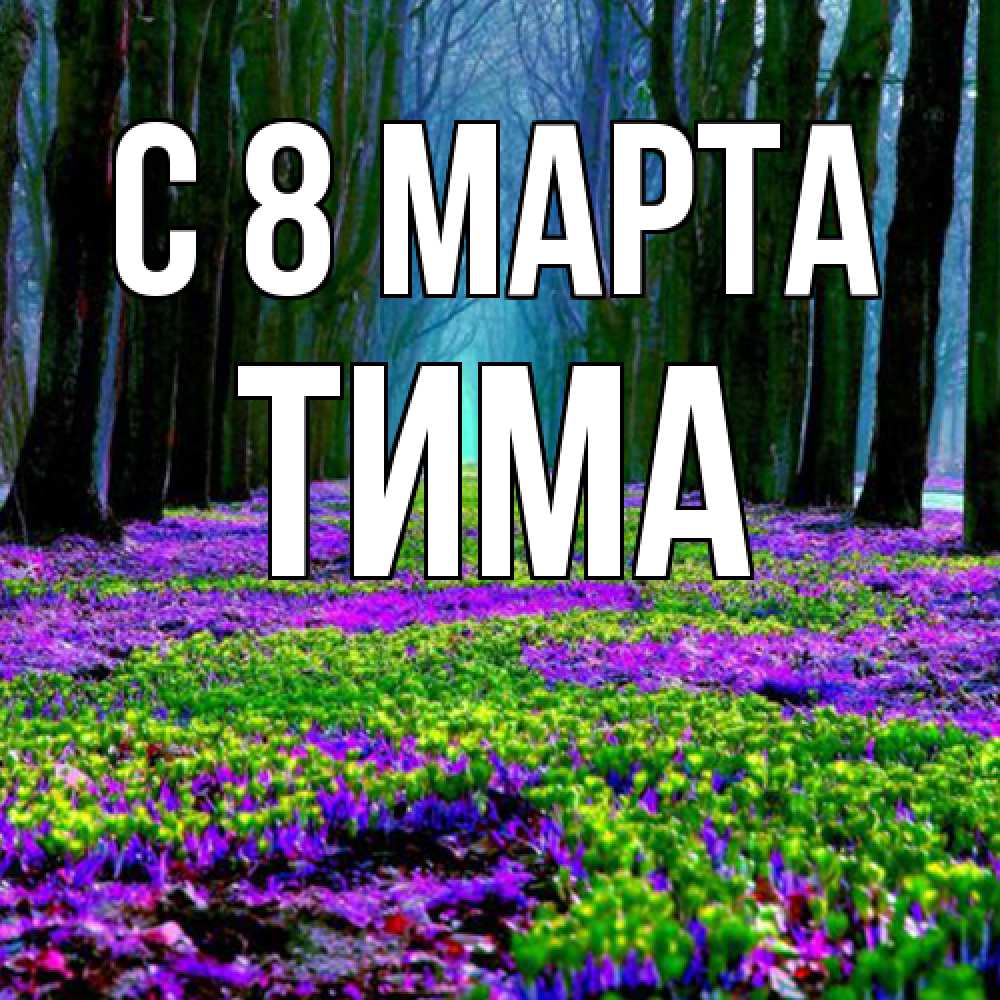 Открытка на каждый день с именем, Тима C 8 МАРТА фиолетовые цветы в лесу 1 Прикольная открытка с пожеланием онлайн скачать бесплатно 
