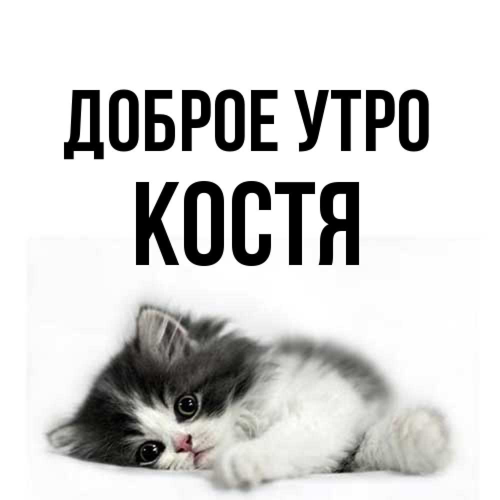 Открытка на каждый день с именем, Костя Доброе утро кот лапки Прикольная открытка с пожеланием онлайн скачать бесплатно 