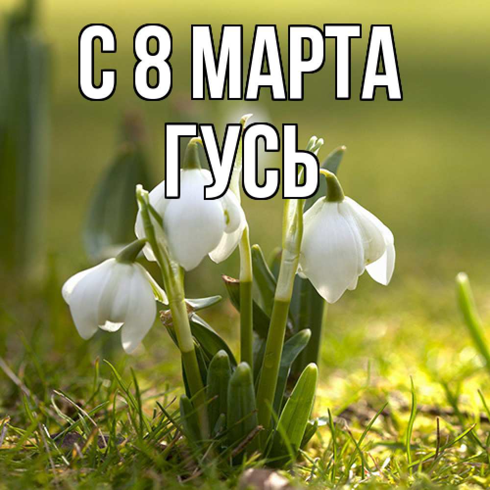 Открытка на каждый день с именем, Гусь C 8 МАРТА ранние цветы 2 Прикольная открытка с пожеланием онлайн скачать бесплатно 
