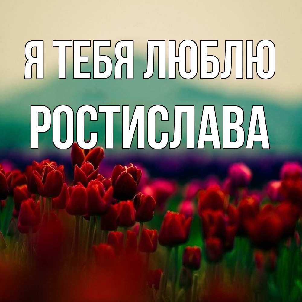 Открытка на каждый день с именем, Ростислава Я тебя люблю тюльпаны 4 Прикольная открытка с пожеланием онлайн скачать бесплатно 
