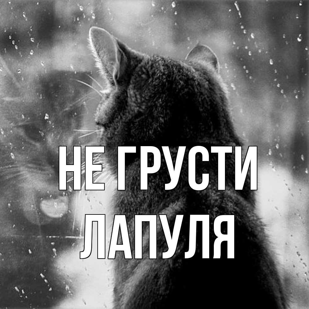 Открытка на каждый день с именем, Лапуля Не грусти отражение кота 1 Прикольная открытка с пожеланием онлайн скачать бесплатно 