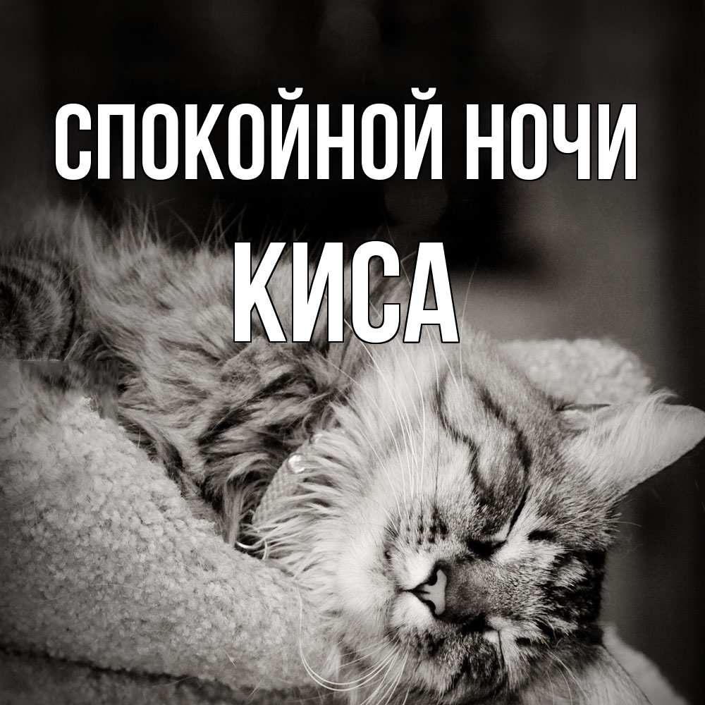 Открытка на каждый день с именем, Киса Спокойной ночи котярик пушистый Прикольная открытка с пожеланием онлайн скачать бесплатно 