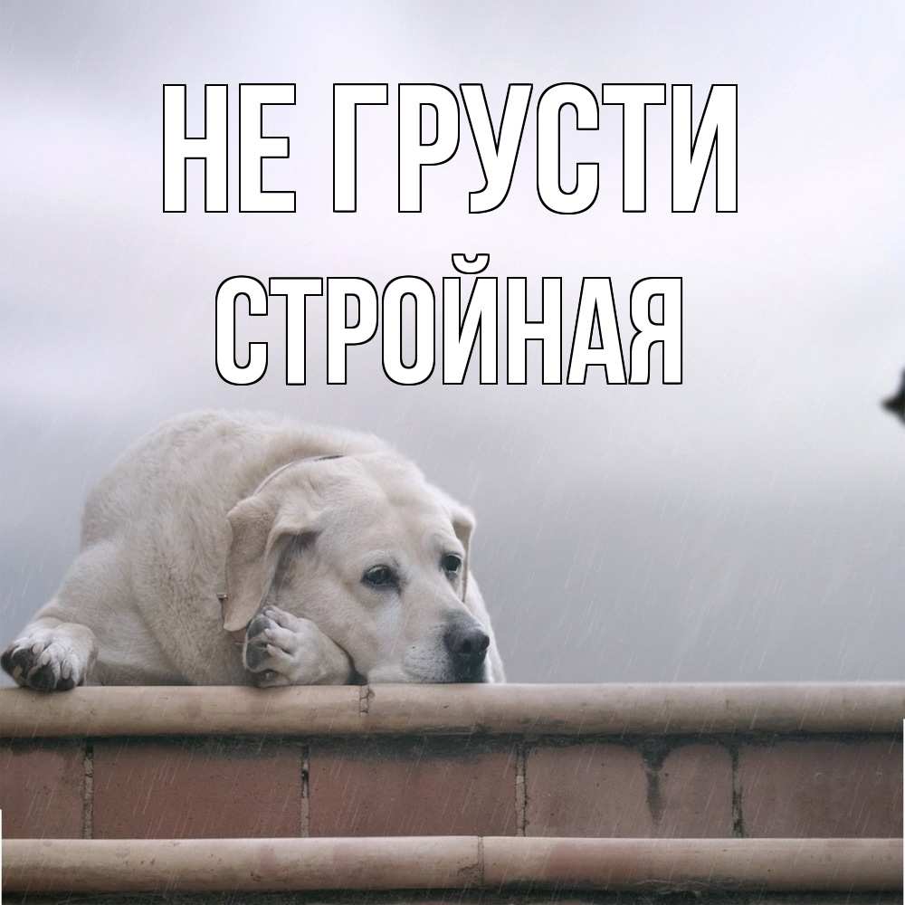 Открытка на каждый день с именем, Стpойная Не грусти белый пес 1 Прикольная открытка с пожеланием онлайн скачать бесплатно 