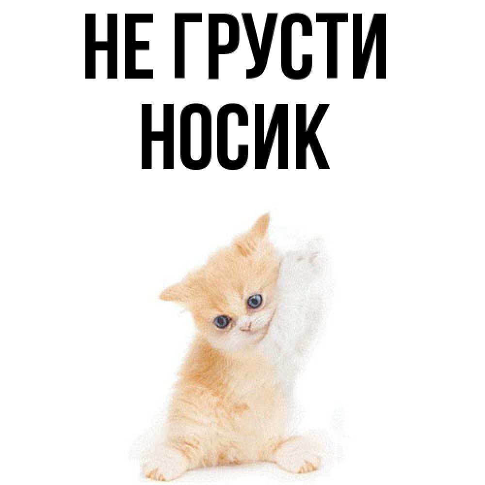 Открытка на каждый день с именем, Hосик Не грусти просящий кот Прикольная открытка с пожеланием онлайн скачать бесплатно 
