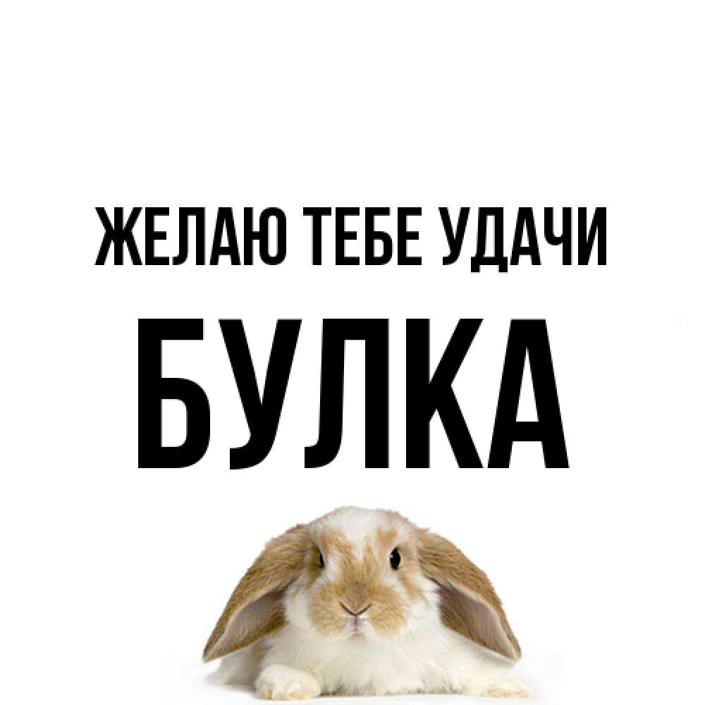 Открытка на каждый день с именем, Булка Желаю тебе удачи открытки с произвольным текстом который можно вставить в открытку и создать ее самостоятельно бесплатно онлайн Прикольная открытка с пожеланием онлайн скачать бесплатно 