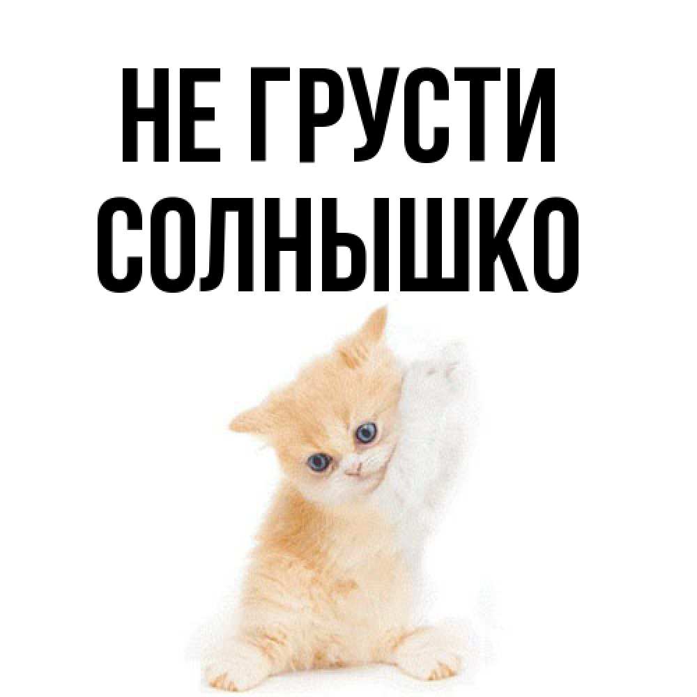 Открытка на каждый день с именем, Солнышко Не грусти просящий кот Прикольная открытка с пожеланием онлайн скачать бесплатно 