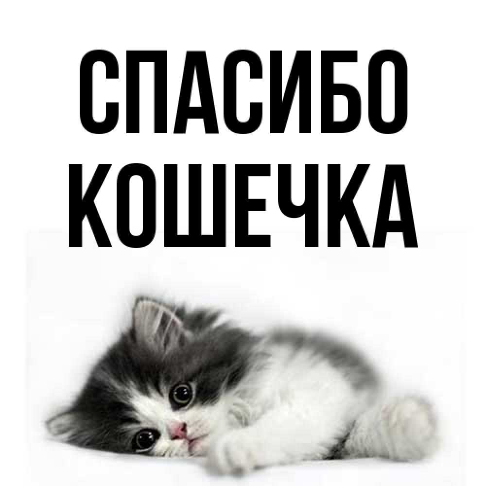 Открытка на каждый день с именем, кошечка Спасибо черный и белый кот Прикольная открытка с пожеланием онлайн скачать бесплатно 