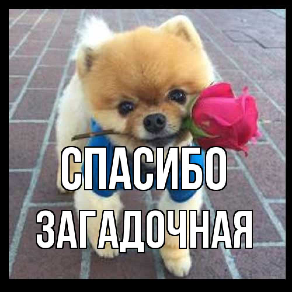 Открытка на каждый день с именем, загадочная Спасибо спасибо и дарю тебе цветок Прикольная открытка с пожеланием онлайн скачать бесплатно 