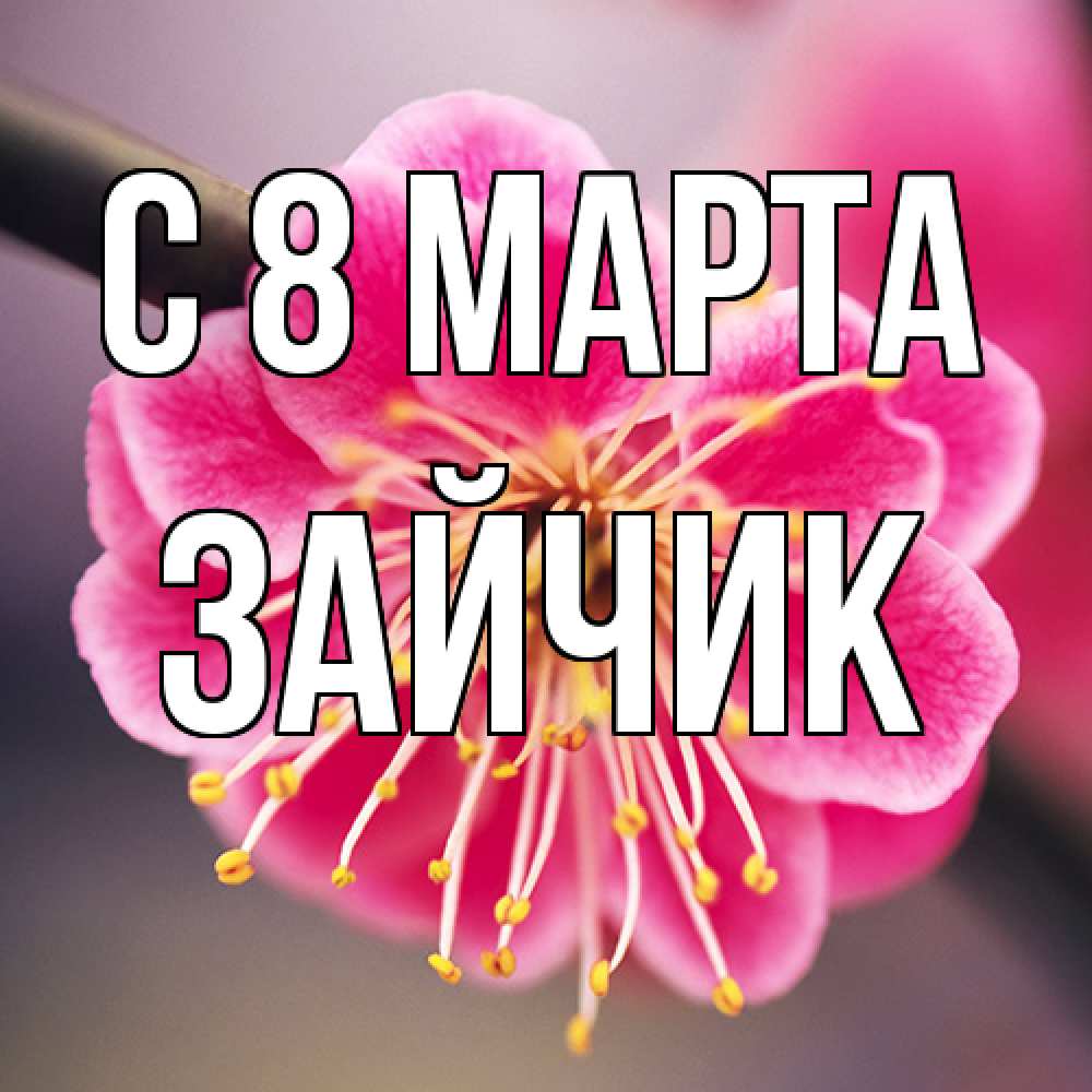 Открытка на каждый день с именем, зайчик C 8 МАРТА цветы Прикольная открытка с пожеланием онлайн скачать бесплатно 