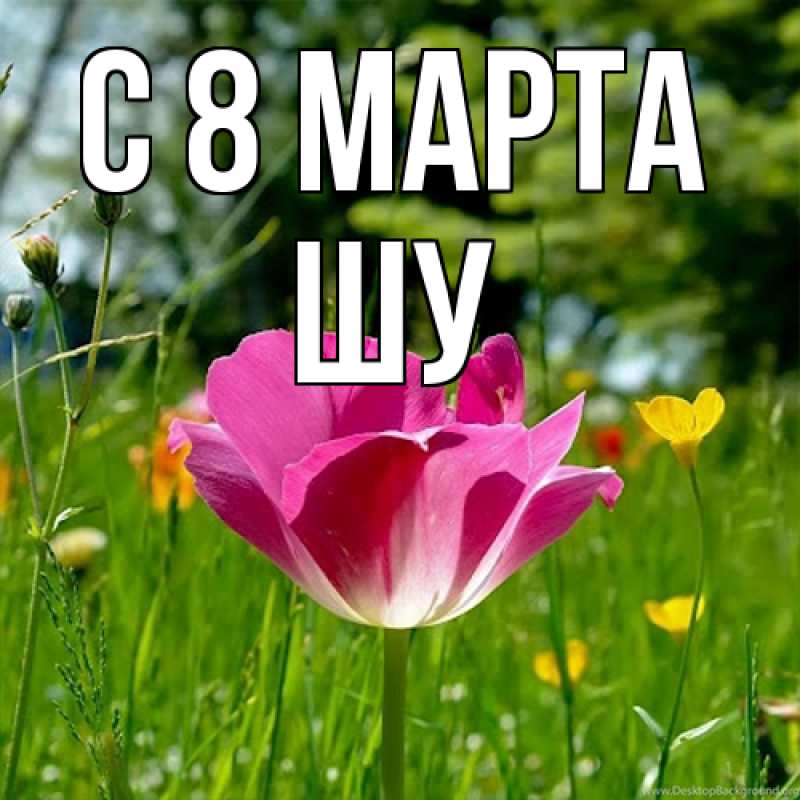 Картинка C 8 МАРТА, Шу