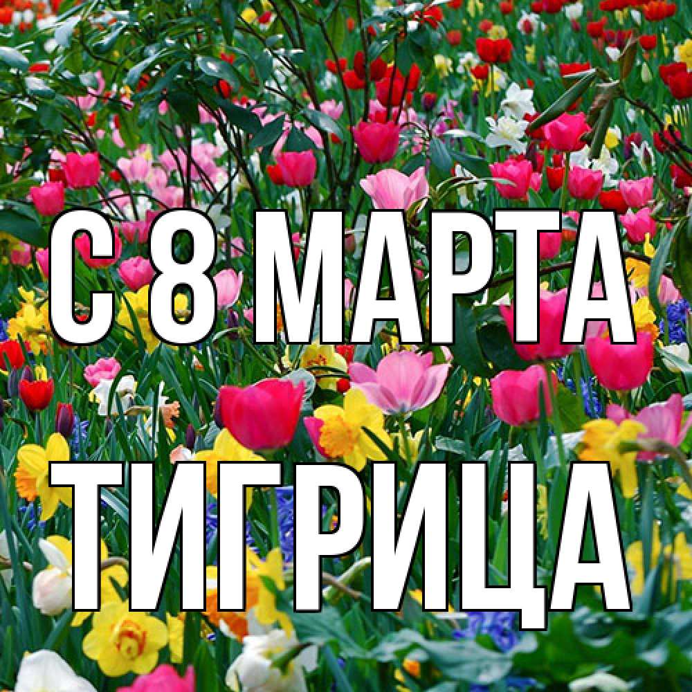 Открытка на каждый день с именем, Тигрица C 8 МАРТА с международным женским днем поздравления для женщины Прикольная открытка с пожеланием онлайн скачать бесплатно 