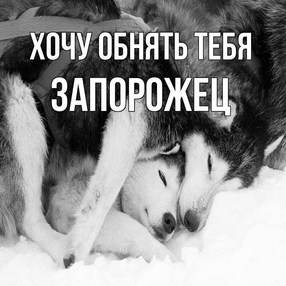 Открытка на каждый день с именем, Запорожец Хочу обнять тебя собачки в упряжке Прикольная открытка с пожеланием онлайн скачать бесплатно 