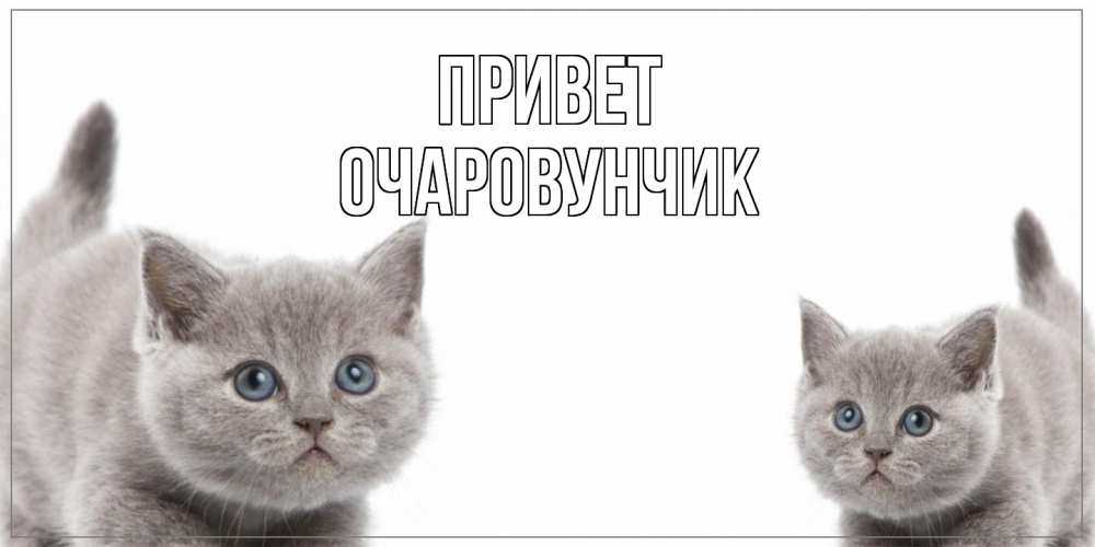 Открытка на каждый день с именем, Очаpовунчик Привет коты Прикольная открытка с пожеланием онлайн скачать бесплатно 