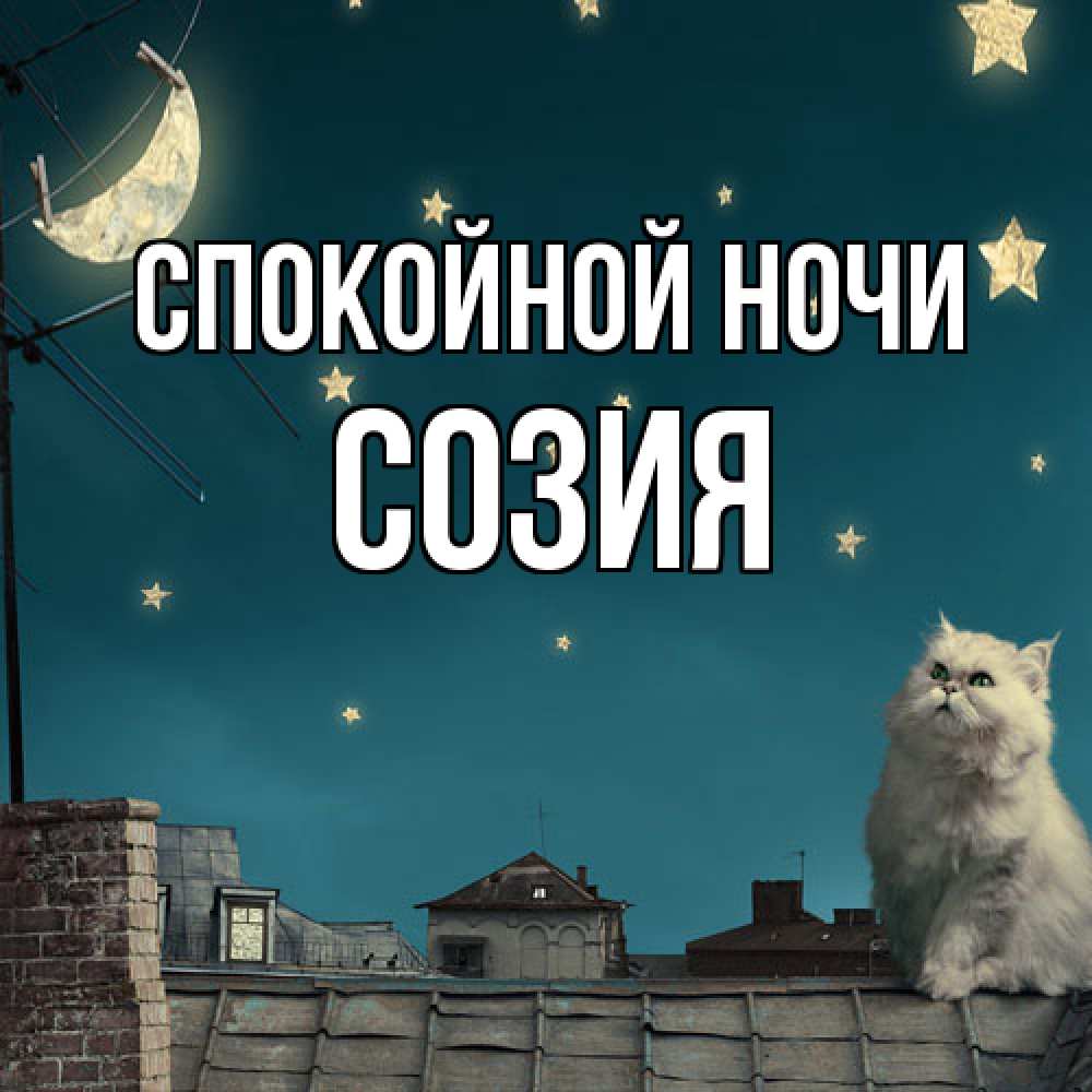 Открытка на каждый день с именем, Созия Спокойной ночи белый кот сидит на крыше Прикольная открытка с пожеланием онлайн скачать бесплатно 
