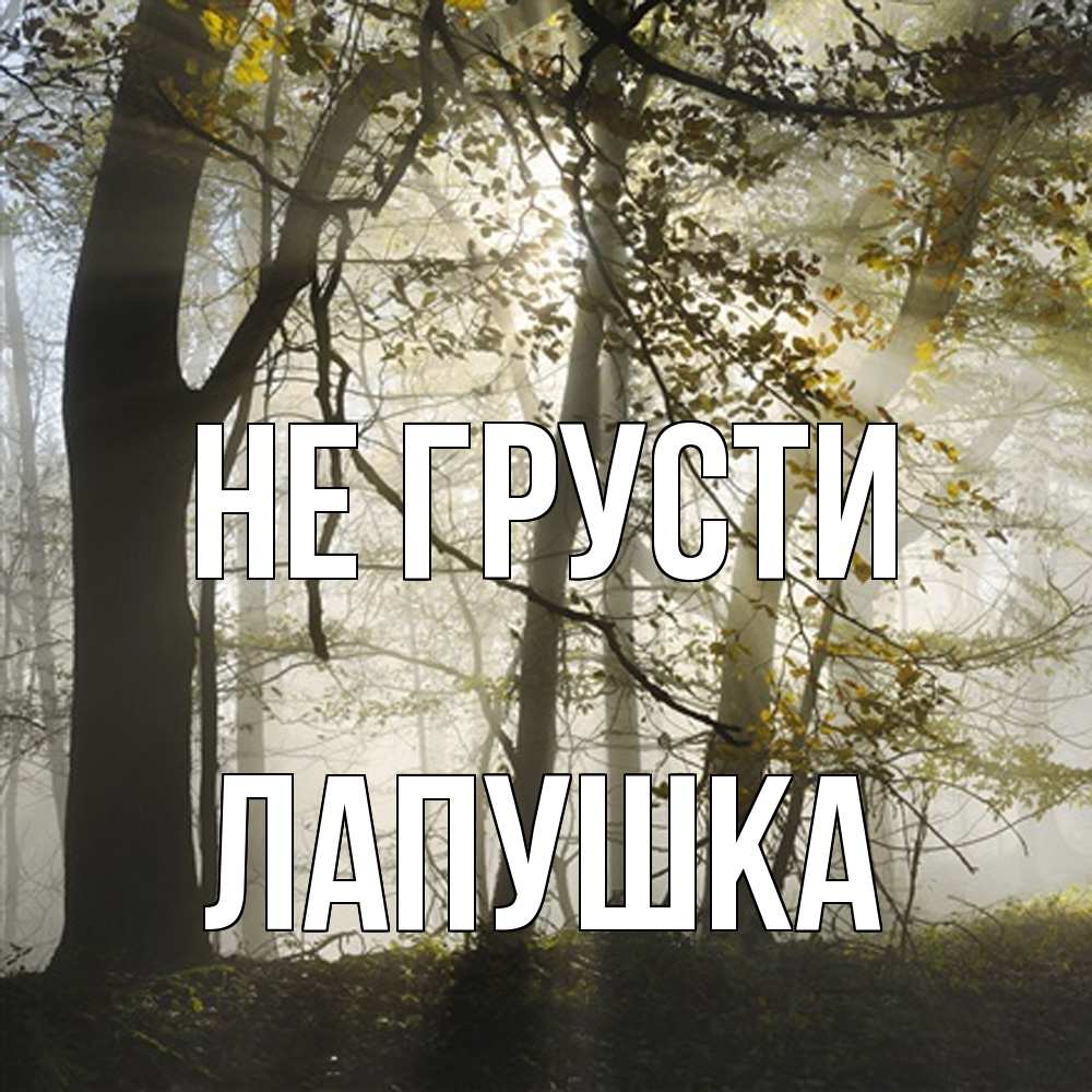 Открытка на каждый день с именем, лапушка Не грусти лес и свет Прикольная открытка с пожеланием онлайн скачать бесплатно 