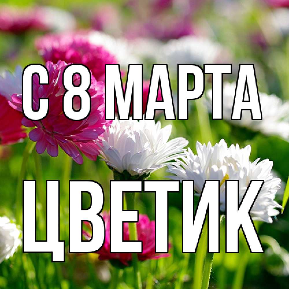 Открытка на каждый день с именем, цветик C 8 МАРТА международный женский день 1 Прикольная открытка с пожеланием онлайн скачать бесплатно 