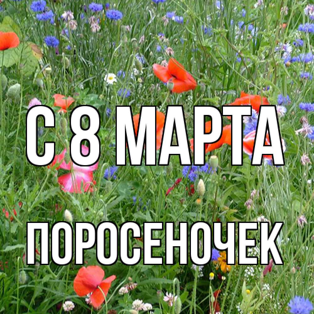 Открытка на каждый день с именем, поросеночек C 8 МАРТА международный женский день 4 Прикольная открытка с пожеланием онлайн скачать бесплатно 