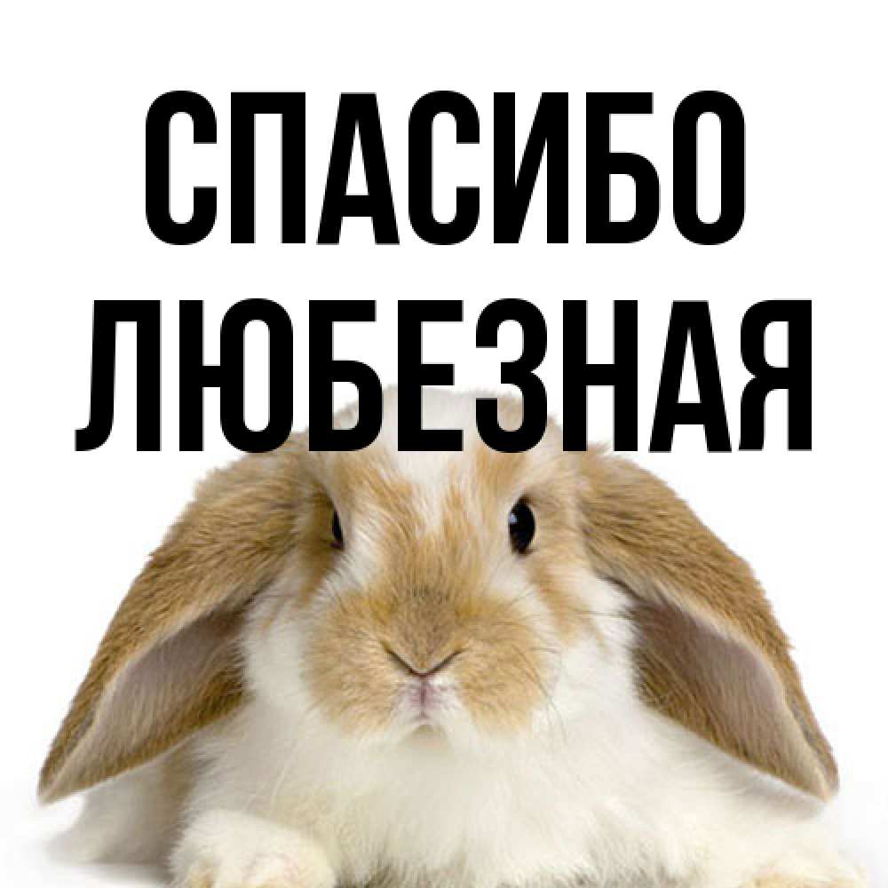 Открытка на каждый день с именем, любезная Спасибо коричнево белый заяц Прикольная открытка с пожеланием онлайн скачать бесплатно 