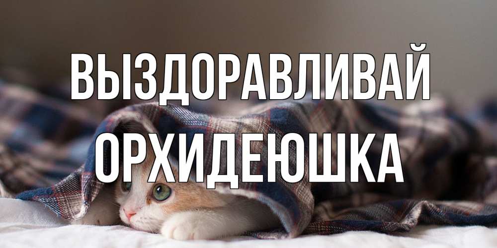 Открытка на каждый день с именем, Орхидеюшка Выздоравливай не болейте с котиком Прикольная открытка с пожеланием онлайн скачать бесплатно 
