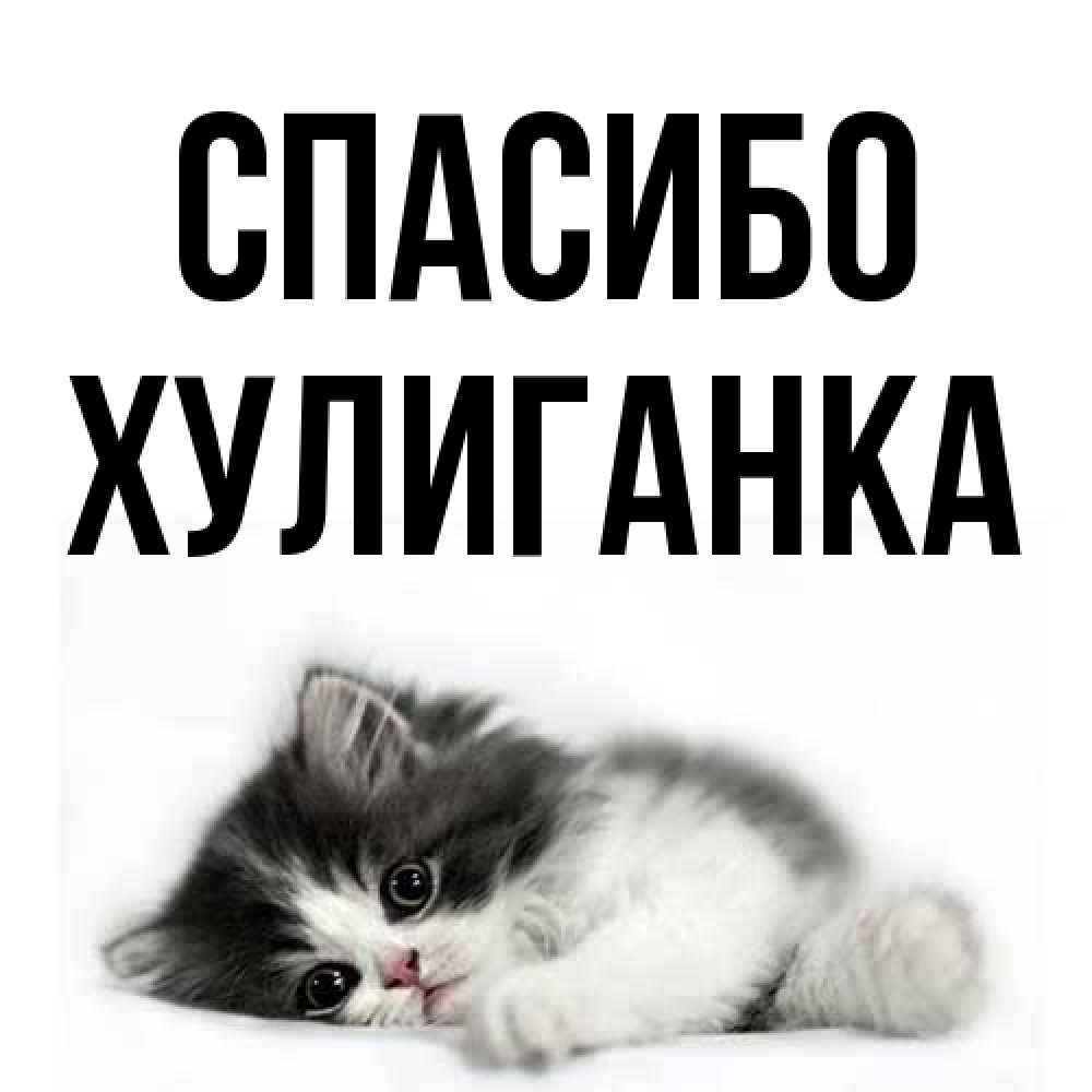 Открытка на каждый день с именем, Хулиганка Спасибо черный и белый кот Прикольная открытка с пожеланием онлайн скачать бесплатно 